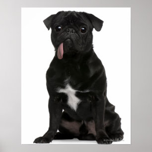 Pôster Pug (1 year old) sitting with its tongue hanging