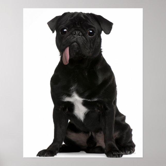 Pôster Pug (1 year old) sitting with its tongue hanging (Frente)