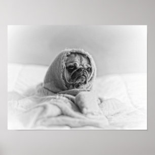 Pôster Pug Antigo País