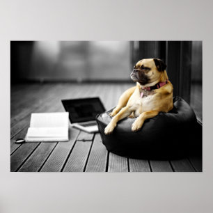 Poster Pug at Rest