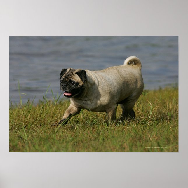 Poster Pug Brincando Perto Da Água (Frente)