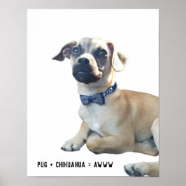 Poster Pug + Chihuahua = Awww Cute Dog Break Bowtie