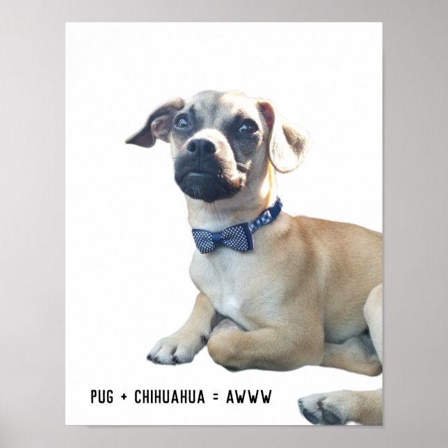 Poster Pug + Chihuahua = Awww Cute Dog Break Bowtie (Frente)