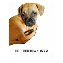 Pug + Chihuahua = Awww Cutest Puppy Mix Nunca