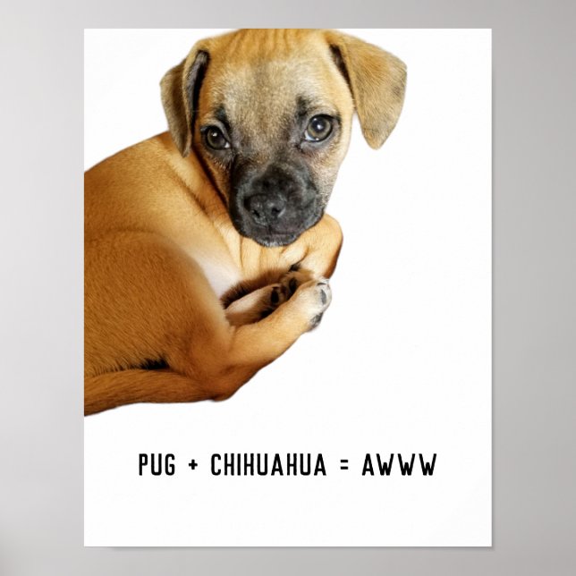 Poster Pug + Chihuahua = Awww Cutest Puppy Mix Nunca (Frente)