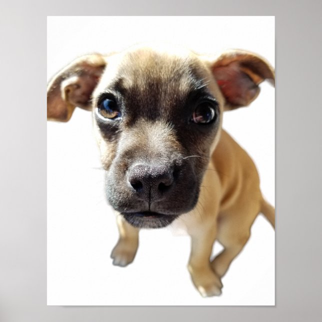 Poster Pug + Chihuahua = Cachorro Puppy Mais Putpy (Frente)