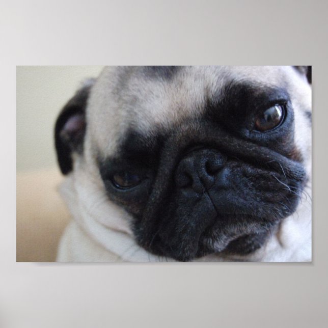 Poster Pug Close-up (Frente)