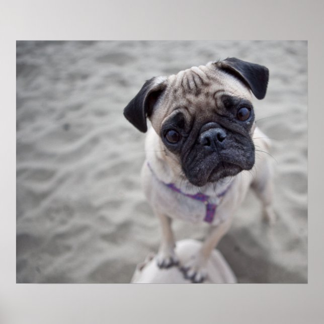 Poster Pug Closeup (Frente)