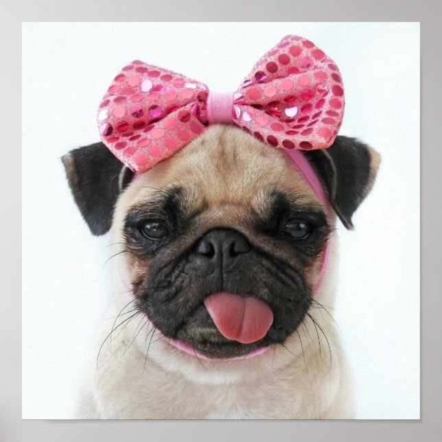 Poster Pug com Arco rosa (Frente)