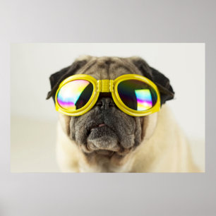 Poster Pug com óculos