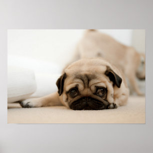 Poster Pug da fêmea de Tan