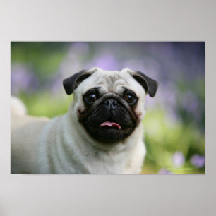 Pôster Pug da jovem corça no alerta