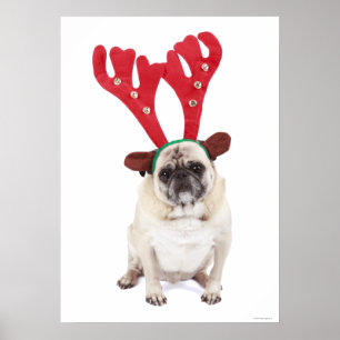 Pôster Pug de vista embaraçado que veste os Antlers da
