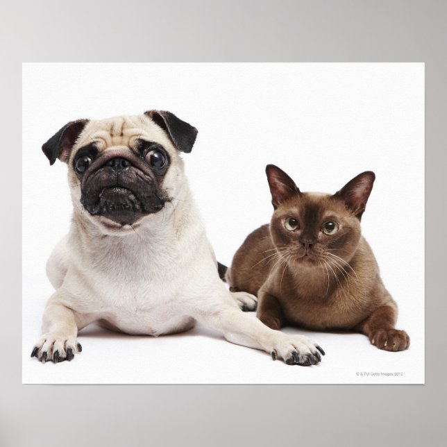 Poster Pug e gato birmanês (Frente)