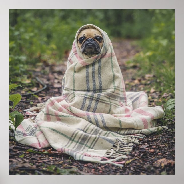 Poster Pug em um Cobertor (Frente)