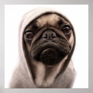 Poster Pug em um Hoodie