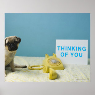 Poster Pug filhote sentado na cama ao lado do telefone e