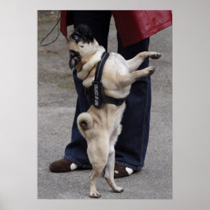 Poster Pug fora do controle