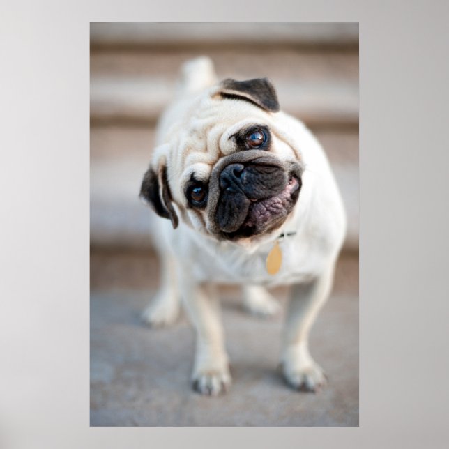 Poster Pug Head Tilt (Frente)