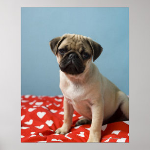 Poster Pug Heart Puppy