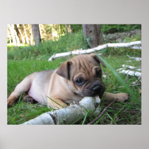 Poster Pug/impressão filhote de cachorro de Sharpei