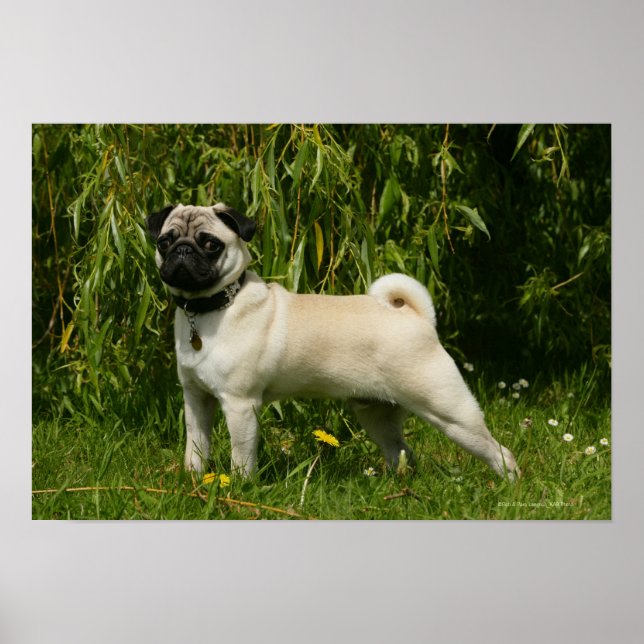 Pôster Pug Looking at Camera (Frente)