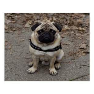 Pôster Pug Muito Grave