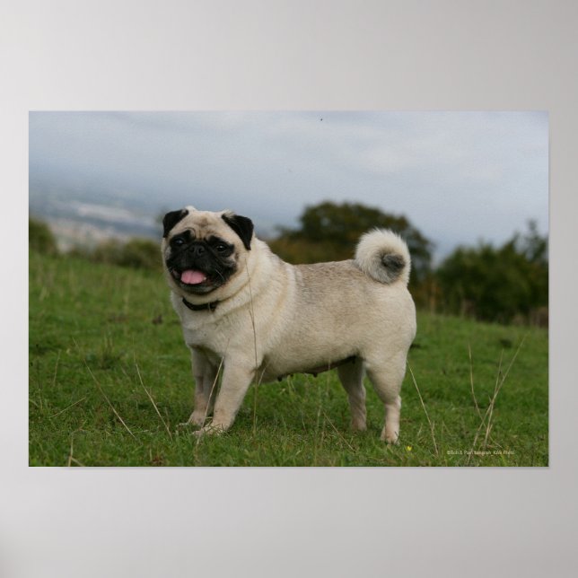 Poster Pug Panting (Frente)