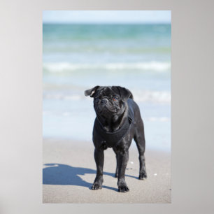 Poster Pug preto que está na praia
