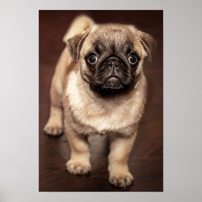 Pôster Pug Puppy (Frente)