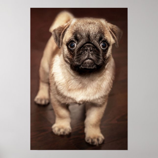 Pôster Pug Puppy (Frente)