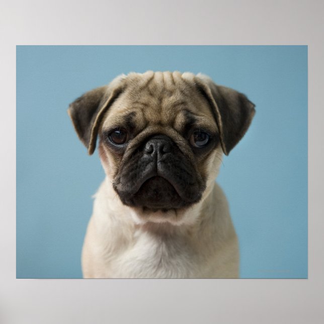 Poster Pug Puppy Contra Fundo Azul (Frente)