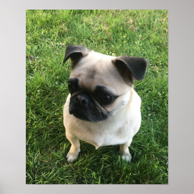 Poster Pug Puppy Photo (Frente)