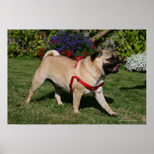 Pôster Pug que veste o chicote de fios vermelho