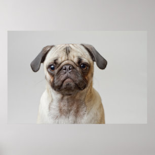 Poster Pug Retrato