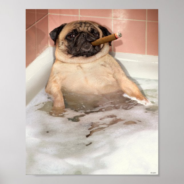 Poster Pug Taking Bubble Bath (Frente)