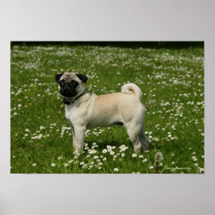 Poster Pug Tocando em Flores