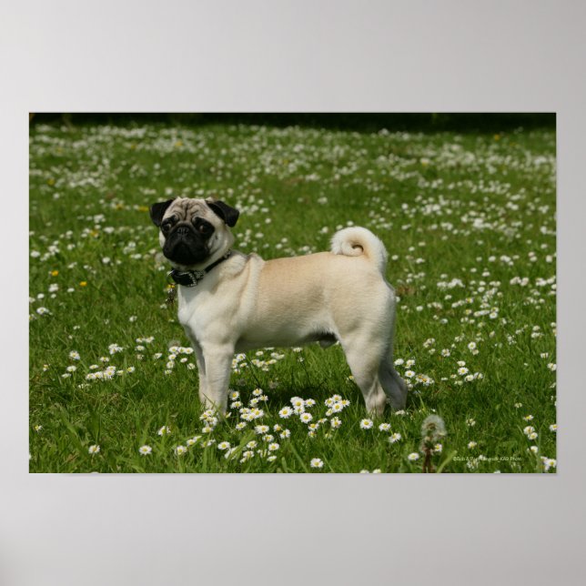 Poster Pug Tocando em Flores (Frente)