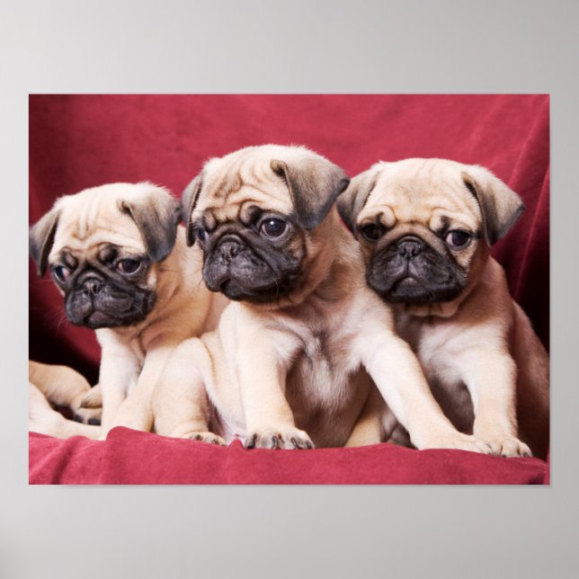 Poster Pug Triplets (Frente)