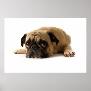 Poster Pug Triste