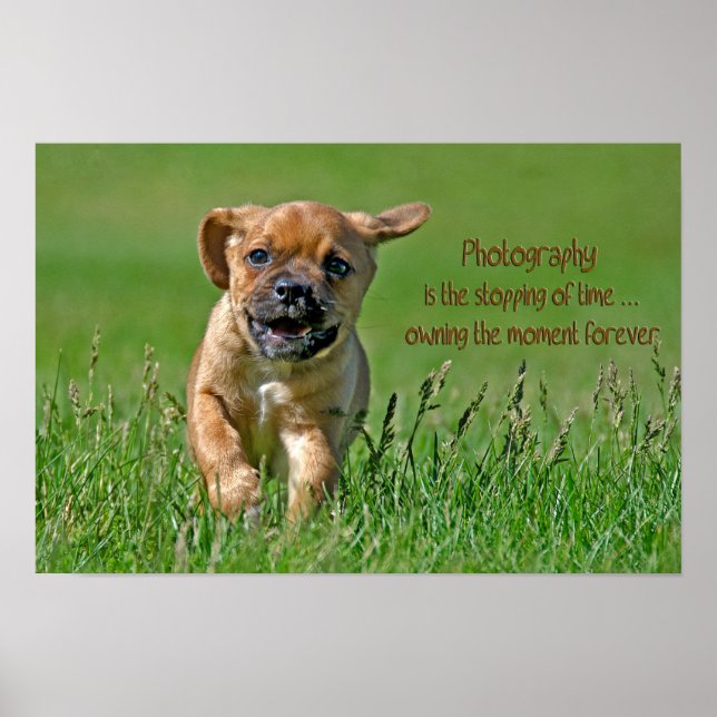 Poster Puggle Em Fuga (Frente)