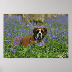 Pôster Pugilista que coloca nos Bluebells