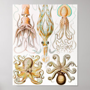 Poster Pula de Octopus, Gamochonia por Ernst Haeckel