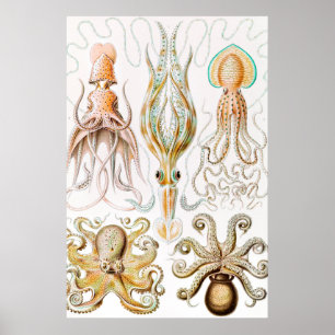 Poster Pula de Octopus, Gamochonia por Ernst Haeckel
