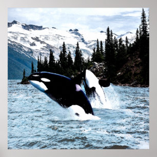 Pôster Pulando a orca