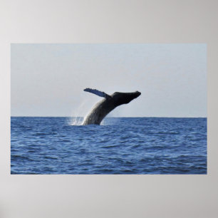 Poster Pulando Humpback