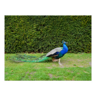 Pôster Pulverização de Peacock