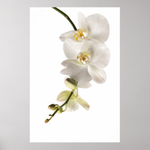 Pôster Pulverizador branco da flor da orquídea do