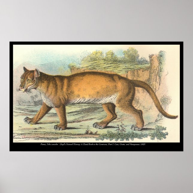 Poster Puma (Frente)