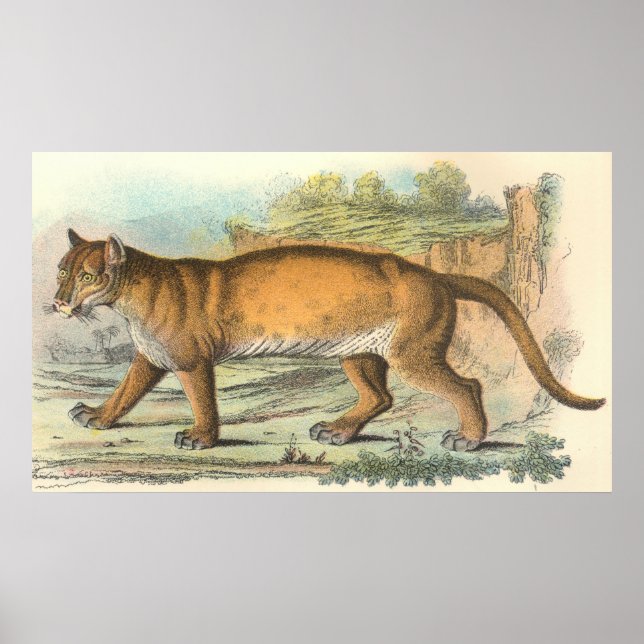 Pôster Puma (Frente)